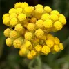 6 x Currykraut - Helichrysum italicum  | Topf 9cm x 9cm Produktbild-Vorschau 2