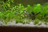 Sabbia per acquari, sabbia di quarzo 1-2 mm, pH neutro, Anteprima dell’immagine prodotto 5
