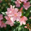 1x Nerium oleander licht roze P26 H80 Produktbild-Vorschau 5