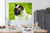 MuchoWow® Poster Siamesische Katze im Gras 160x120 cm - Produktbild-Vorschau 3