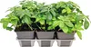 Tlustonitník klasnatý, pachysandra klasnatá FloraSelf Náhled obrázku produktu 2