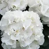 Bloomique - Lot de 3 - Hydrangea Macrophylla Wudu - Voir les images du produit 4