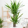 Bloomique - Yucca Elephantipes - Yucca pied d’éléphant - Voir les images du produit 2