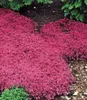 BALDUR Garten 6er Bodendecker-Kollektion rot & blau Produktbild-Vorschau 3