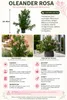 Oleander Semplice Rosa 120–140 cm – Rosa blühender Produktbild-Vorschau 2