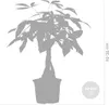 Bloomique - Pachira Aquatica - Glückskastanie - Produktbild-Vorschau 5