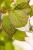 Actinidia kolomikta, Kiwi, dekoratives Laub, 60–100 cm Produktbild-Vorschau 2