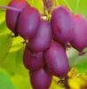 Aktinidia Purpurna Sadowa femmina 2L Anteprima dell’immagine prodotto 1