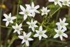 SAFLAX - Edelweiss - Leontopodium alpinum - 500 Samen Produktbild-Vorschau 4