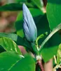 BALDUR Garten 2er Magnolien-Sortiment, Pflanzen im Topf, Produktbild-Vorschau 4