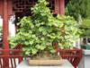 SAFLAX  - Ginkgo - 4 graines - Ginkgo Voir les images du produit 4