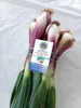 Tropea Rote Zwiebel g.g.A. Kalabrien (2 KG) - frische Produktbild-Vorschau 3