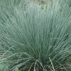 6 x Blaustrahlhafer - Helictotrichon sempervirens  | Topf Produktbild-Vorschau 1