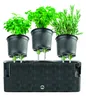 Dehner Blumenkasten Mona für 3 Pflanzen, mit Produktbild-Vorschau 5