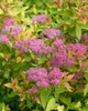 Japanische Spiere Goldflame 10-15 cm, im Topf - Spiraea Produktbild-Vorschau 3