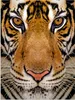 MuchoWow® Poster Tiger - Tiere - Kopf 120x160 cm - Produktbild-Vorschau 1