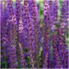 Plants by Frank | 6 Salbei Pflanzen | Salvia Nemorosa Produktbild-Vorschau 3