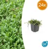 Leptinella squalida – Bodendecker – 24 Pflanzen – Ø9cm – Produktbild-Vorschau 2