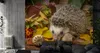 Muralo XXL Vlies FOTOTAPETE Igel Blaetter 3D Effekt Natur Produktbild-Vorschau 3