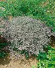 Goniolimon tataricum, Tatarische Strandflieder, ca. 9x9 cm Produktbild-Vorschau 1