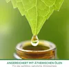 Air Wick Freshmatic Max Nachfüller Seide & Lilienduft 250ml Produktbild-Vorschau 6