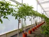 echter Walnussbaum Juglans regia 180 cm Obstbaum winterhart Produktbild-Vorschau 2