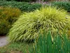 A garden setting with a prominent ornamental grass. Produktbild-Vorschau