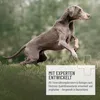 A greyhound-like dog is jumping in a grassy field with text overlay. Produktbild-Vorschau