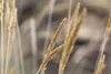 Koeleria glauca, Blaues Schillergras, 20–30 cm Produktbild-Vorschau 2