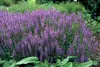 Salvia nemoroze 'Caradonna' 24 planten Tiefviolette Productafbeelding-voorbeeld 7