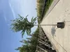 Cercidiphyllum japonicum - Katsurabaum 50- 60 cm Container Produktbild-Vorschau 4