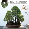 Semi di bonsai straordinari con un alto tasso di Anteprima dell’immagine prodotto 4