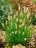 Pennisetum alopecuroides 'Little Bunny', Lampenputzergras, Produktbild-Vorschau 4
