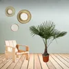 Trendyplants - Trachycarpus Fortuneii - Chinesische Produktbild-Vorschau 2