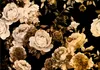 Vlies Fototapete Blumen Rosen 400x280 cm Tapeten Wandtapete Produktbild-Vorschau 2