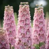 Bloomique - Zestaw 6 sztuk - Delphinium Magic Fountains Podgląd zdjęcia produktu 4