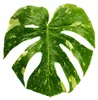 Monstera "Thai-Constellation" - vzorovaný okenný list - Náhľad obrázku produktu 2