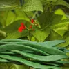 Prunkbohnen Preisgewinner Samen - Phaseolus coccineus - Produktbild-Vorschau 3