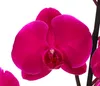 Dehner Schmetterlingsorchidee, zweitriebig, pinke Blüten, Produktbild-Vorschau 3