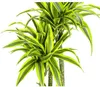 Drzewo smocze Dracaena deremensis Lemon Lime – roślina Podgląd zdjęcia produktu 4