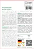 SAFLAX - Vergißmeinnicht - Myosotis sylvatica - 150 Samen Produktbild-Vorschau 3