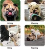Französische Bulldogge Maulkorb, Won't Cover Stirn Hund Produktbild-Vorschau 6