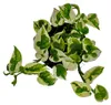 Epipremnum aureum "N'Joy" - Břečťan - drobnolistý a bíle Náhled obrázku produktu 2
