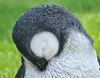 Dekofigur Gartenfigur Pinguin 20 x 14 cm Produktbild-Vorschau 3