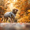 Hunter Hundemantel Wintermantel Uppsala taupe 40 Produktbild-Vorschau 14