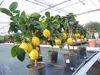 beste Sorte: Bonsai Meyer Meyerii Zitrone echter Produktbild-Vorschau 8