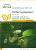 SAFLAX - Weißer Maulbeerbaum - 200 Samen - Morus alba Produktbild-Vorschau 1