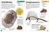 Fossilien Produktbild-Vorschau 9