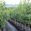 Abate Fetel Herbstbirne Birnenbaum als Buschbaum ca. Produktbild-Vorschau 3