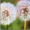 ARTland Leinwandbild Pusteblume Zweisamkeit Größe: 30x30 cm Produktbild-Vorschau 1